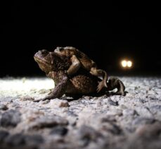 Kütahya'da üremek için ormandan gölete gitmeye çalışan kurbağalar kara yolunu aşmak zorunda