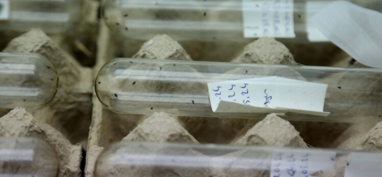 Laboratuvarda üretilen samuray arısı, kahverengi kokarca ile mücadele için doğaya salınacak