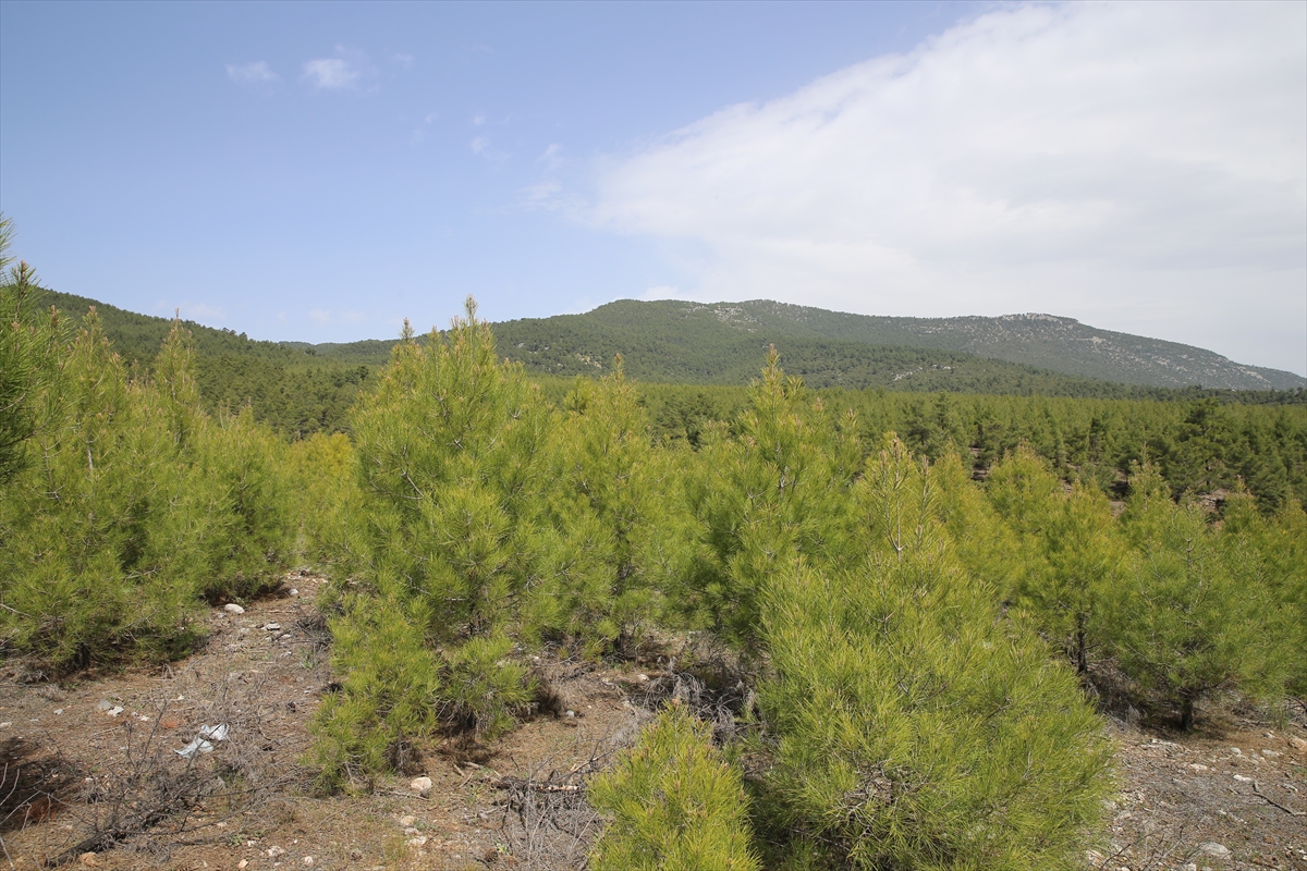 Orman zengini Denizli'ye 20 yılda 219 milyon fidan dikildi