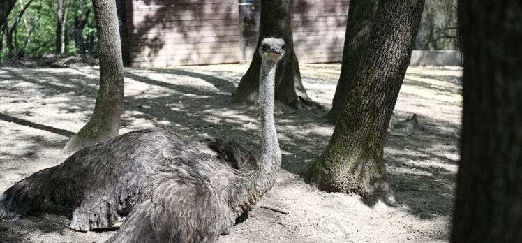 Polonezköy'deki hayvanat bahçesi bayramda çok sayıda ziyaretçiyi ağırladı