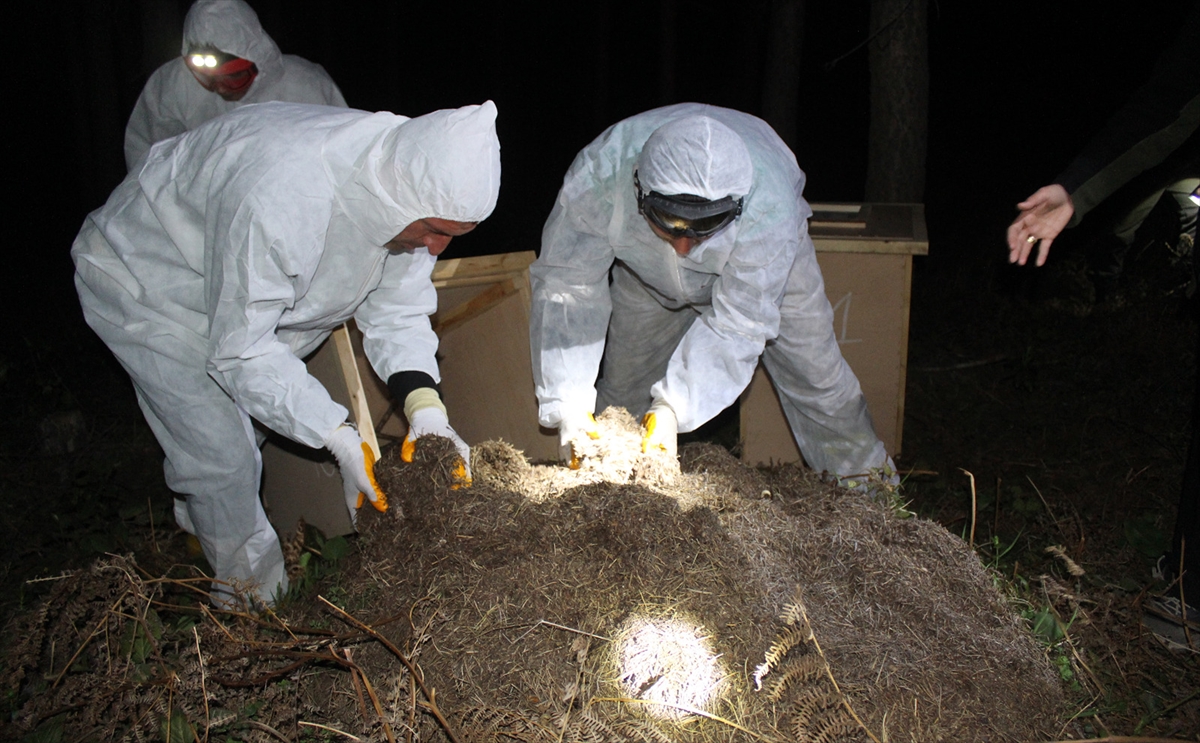 Samsun'da kırmızı orman karıncaları biyolojik mücadele için yeni yuvalarına taşındı