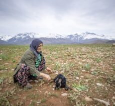 Tunceli'de köylüler “baharın müjdecisi” oğlak ve kuzulara özenle bakıyor