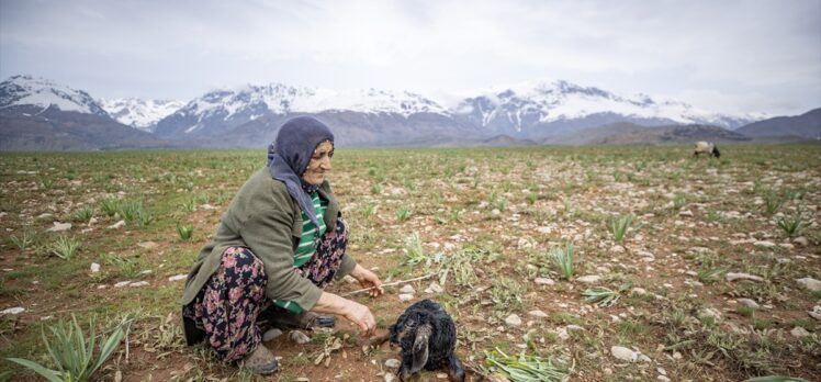 Tunceli'de köylüler “baharın müjdecisi” oğlak ve kuzulara özenle bakıyor