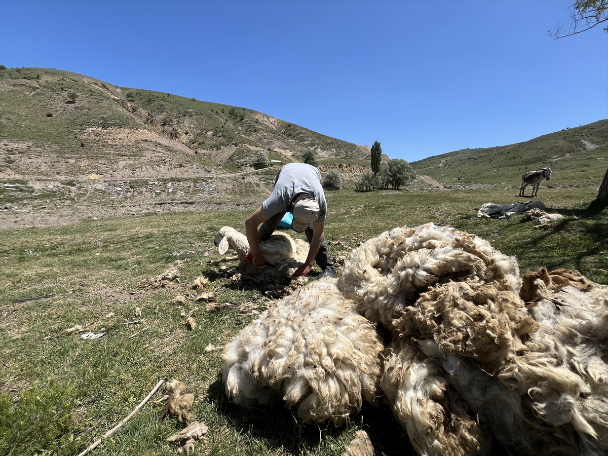 Ankara'da besicilerin koyun kırkma mesaisi sürüyor