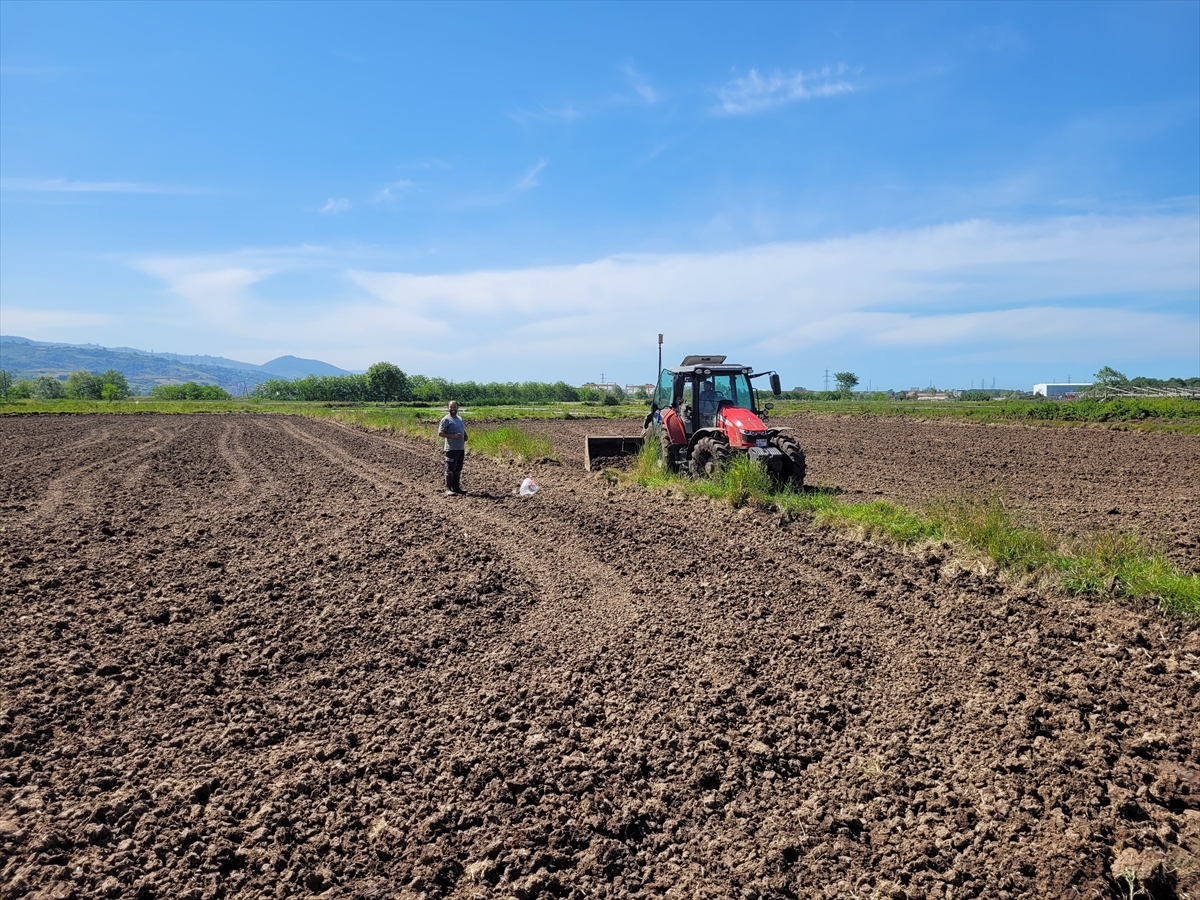 Samsun'da çiftçiler arazilerini çeltik ekimi için hazırlıyor