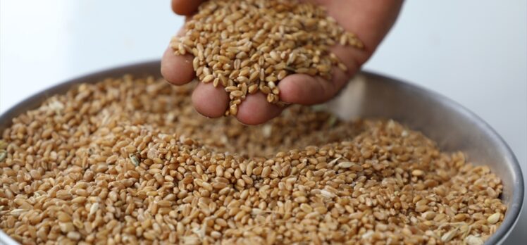 Sezonun ilk hasat edilen buğdayı Gaziantep Ticaret Borsasında işlem gördü